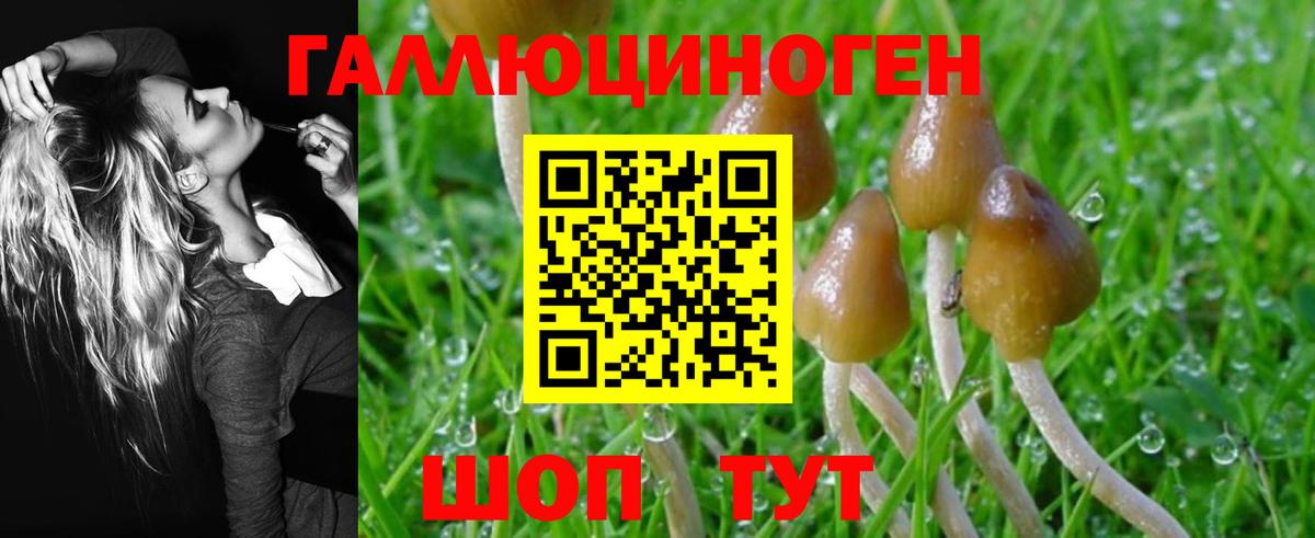 Псилоцибиновые грибы Psilocybe  что такое   Кострома  Галлюциногенные грибы Psilocybe 